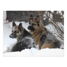 Schäferhund-beste Freunde Photodrucke