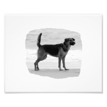 Schäferhund bw-Strandstandzunge heraus Foto Drucke