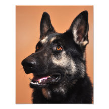 Schäferhund-Druck 11x14 Fotografischer Druck