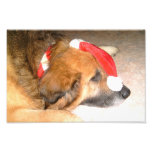 Schäferhund,Hund,Lustig,Weihnachten,Christmas Fotos