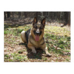 Schäferhund-Hundepostkarte