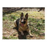 Schäferhund-Hundepostkarte