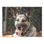 Schäferhund-Hundepostkarte