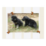 Schäferhund-Postkarte