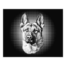 Schäferhundhund Fotografische Drucke