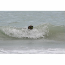 Schäferhundschwimmen in der Welle Acrylausschnitt