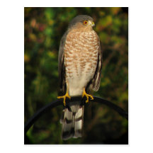 Scharf-Shinned Falke Postkarte