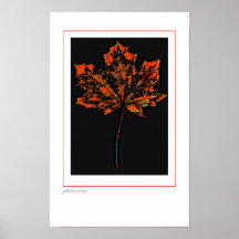 Scharlachrot Blattplakat