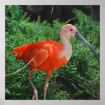 Scharlachrot IBIS-Plakat-