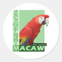 Scharlachrot Macaw-Foto- Sticker