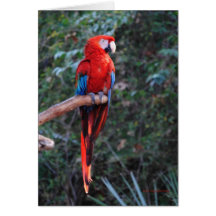 Scharlachrot Macaw- Grußkarte