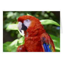Scharlachrot Macaw- Grußkarte