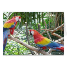 Scharlachrot Macaw- Grußkarten