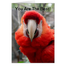 Scharlachrot Macaw- Grußkarten