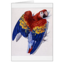 Scharlachrot Macaw-Porträt- Grußkarten