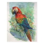 Scharlachrot Macaw-Postkarten-