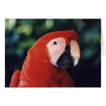 "Scharlachrot Macaw-" Vogel-Foto-Gruß-Karte