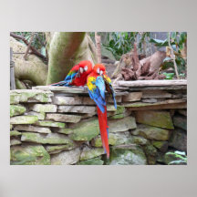 Scharlachrot Macaws- Posterdrucke