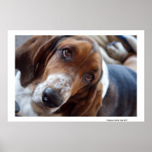 Schatz-Insel-Wachhund Plakate