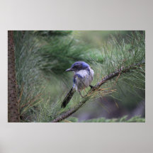 Scheuern Sie Jay Posterdruck