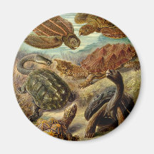 Schildkröte (Chelonia) durch Haeckel Magneten