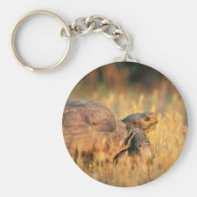 Schildkröte im Gras Schlüsselband
