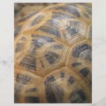 Schildkröte-Muschel Flyer