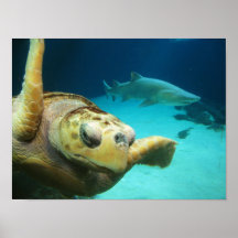 Schildkröte-und Haifisch-Foto Posterdrucke