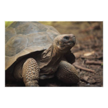 Schildkrötefoto