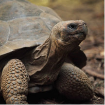 Schildkrötefoto Ausschnitte