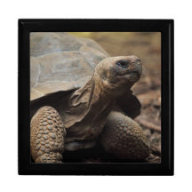 Schildkrötefoto Geschenkboxen