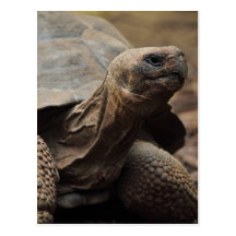 Schildkrötefoto Postkarten