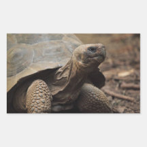 Schildkrötefoto Rechtecksticker