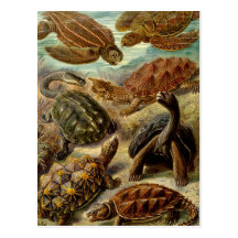 Schildkröten und Schildkröten Postkarte