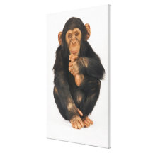 Schimpanse (Pantroglodytes). Junges playfull Leinwand Druck