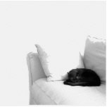 Schlafengraue Katze auf weißem Sofa Photostatue
