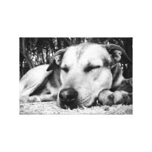 Schlafenhund Leinwanddrucke