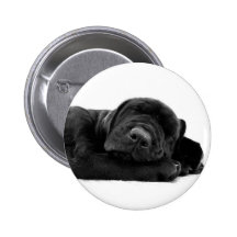 SchlafenLabrador-Knopf Anstecknadelbutton