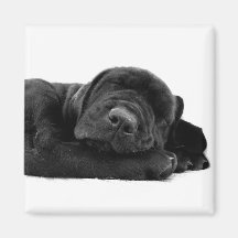 SchlafenLabrador-Magnet