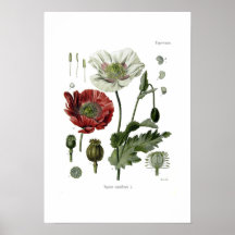 Schlafmohn Plakatdruck