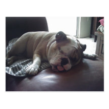Schläfrige Bulldogge Postkarte