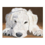Schläfriger Labradoodle Welpe Postkarten