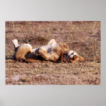 Schläfriger Löwe Plakatdruck