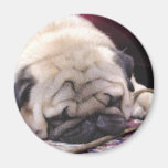 Schläfriger Mops-Magnet Kühlschrankmagnet