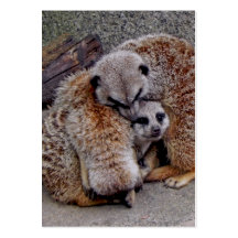 Schläfriges Meerkats Visitenkarte