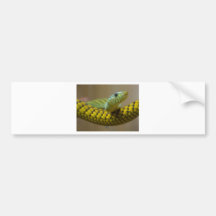 Schlangen-Reptil Autosticker