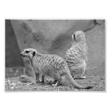 Schlank-angebundenes Meerkats Photographie