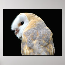 Schleiereule Plakatdrucke