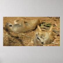 Schlummerndes Meerkats Plakat