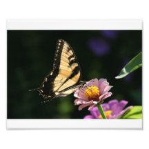 Schmetterling auf Blume Kunstfoto